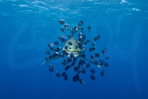 Oceanic white tip Shark