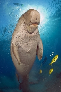 Dugong