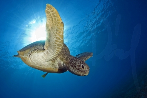 Green Turtle