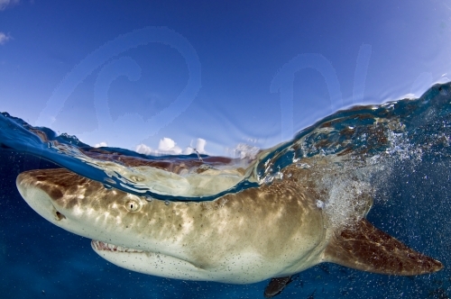 Lemon Shark