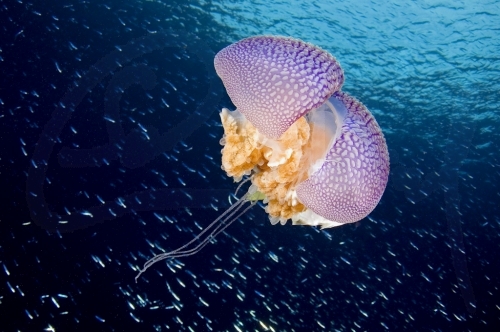 Jellyfish