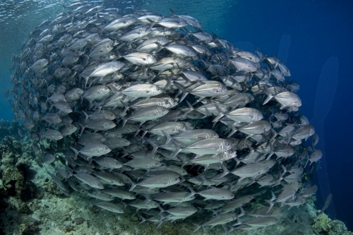 Bigeye trevally