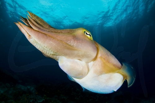 Cuttlefish