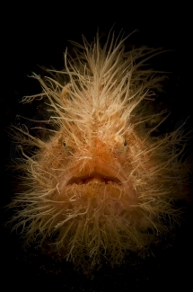 Hairy Frogfish