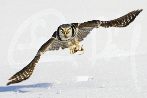 Hawk Owl