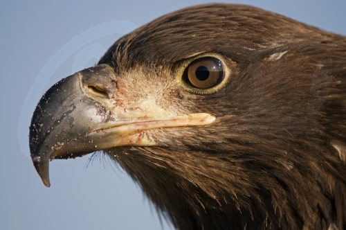 White-tailed Eagle