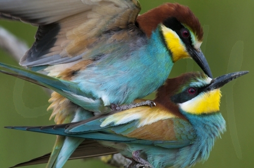 European Bee-eater