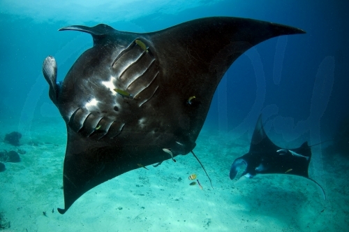 Mantas