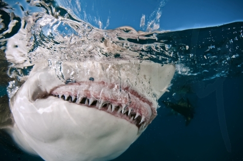 Lemon Shark snap