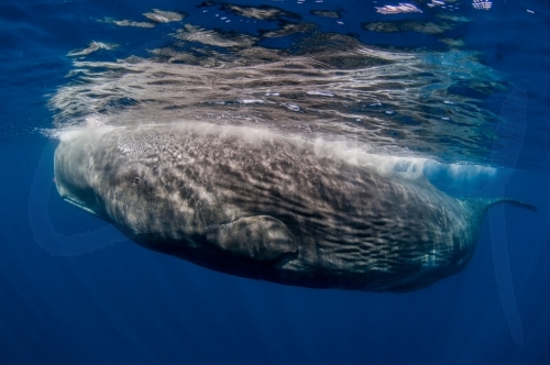 Sperm Whale